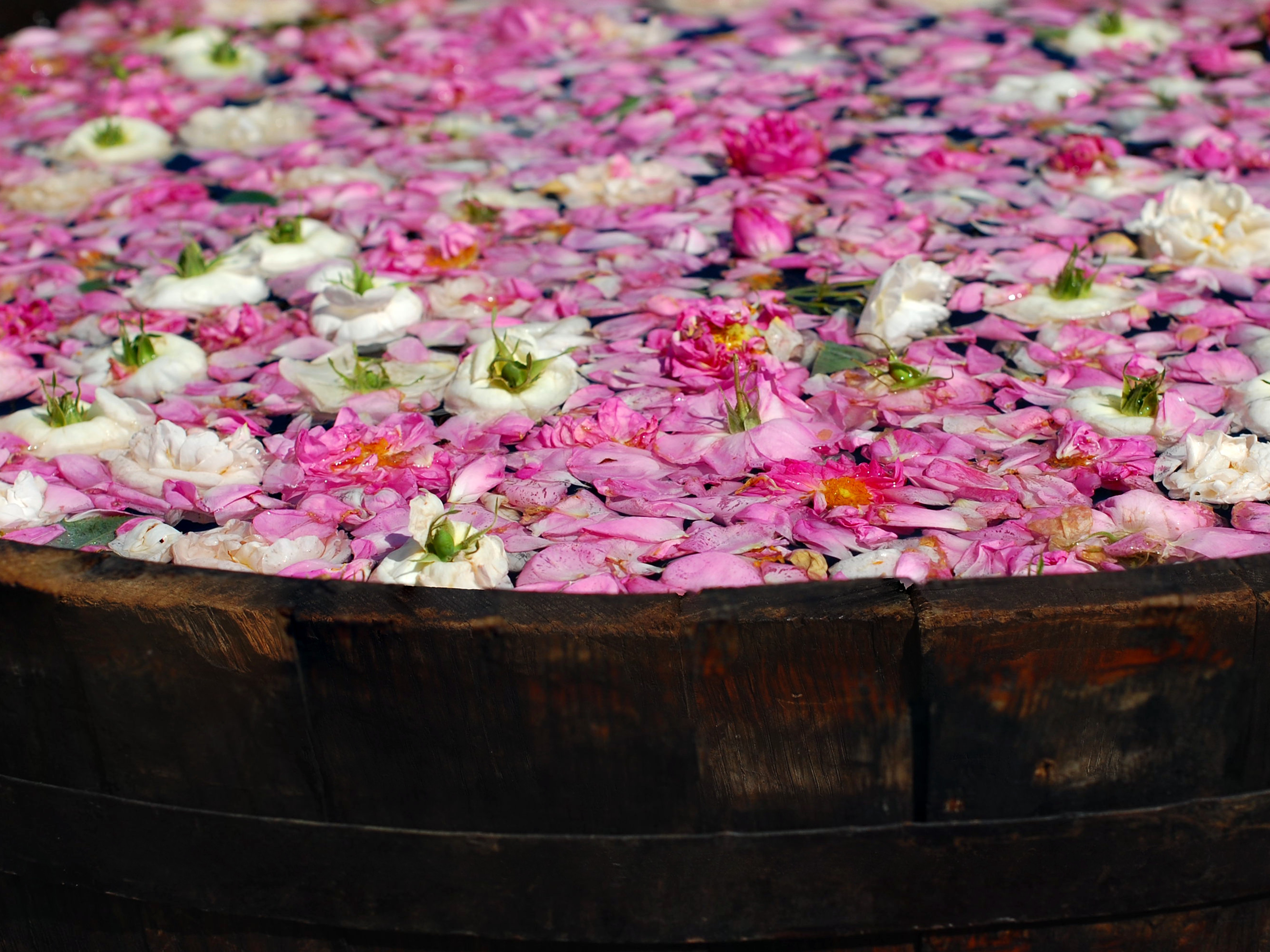 Bulgaria, la festa delle Rose